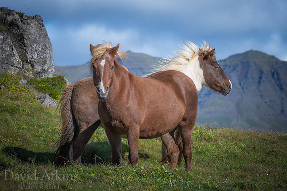 D0093 - Icelandic Horses